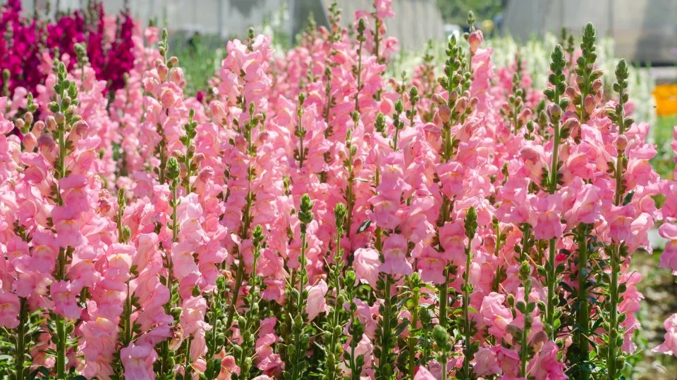 A virágzó oroszlánszáj (Antirrhinum majus) rózsaszín virágai egy napos kertben.