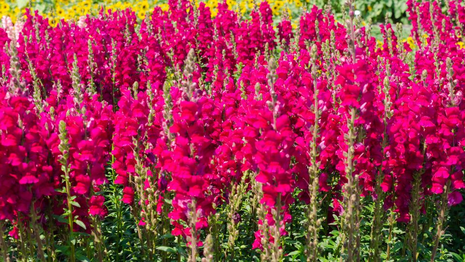 Oroszlanszaj Antirrhinum majus 3