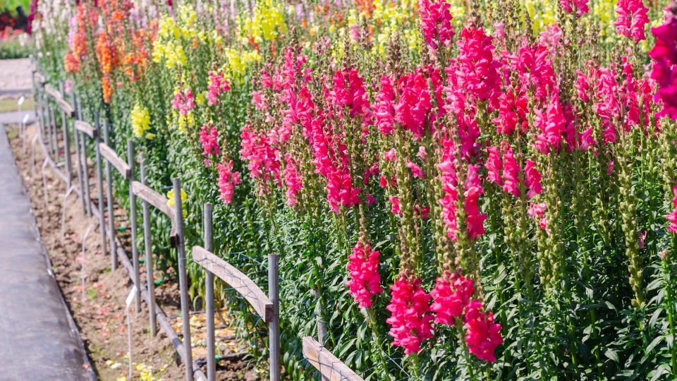 Színes oroszlánszáj virágok egy kertben, élénk rózsaszín, sárga és narancs árnyalatokban.
