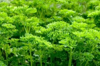 Friss, zöld petrezselyem levelek sűrűn növekednek a kertben.