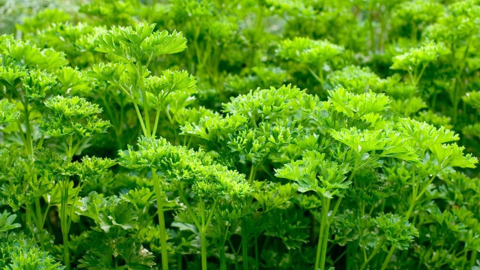 Friss, zöld petrezselyem levelek sűrűn növekednek a kertben.