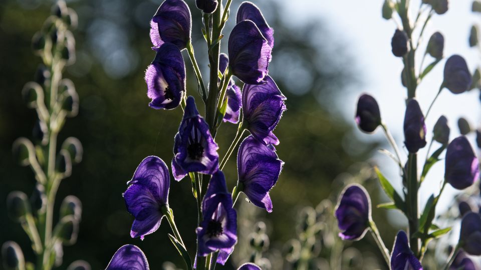 Sisakvirag Aconitum 1