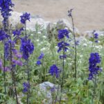 Sisakvirag Aconitum