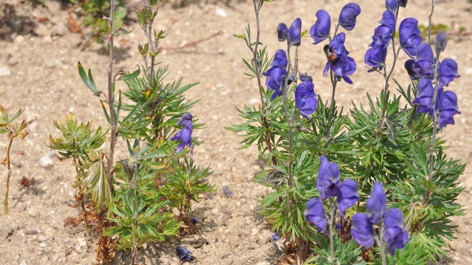 Sisakvirag Aconitum 2