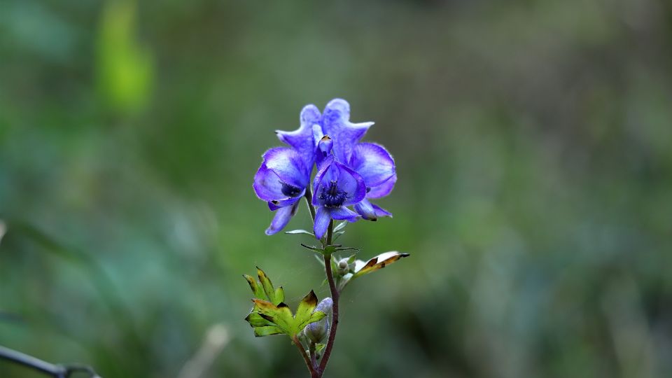 Sisakvirag Aconitum 3