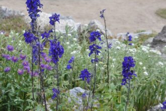 Sisakvirag Aconitum