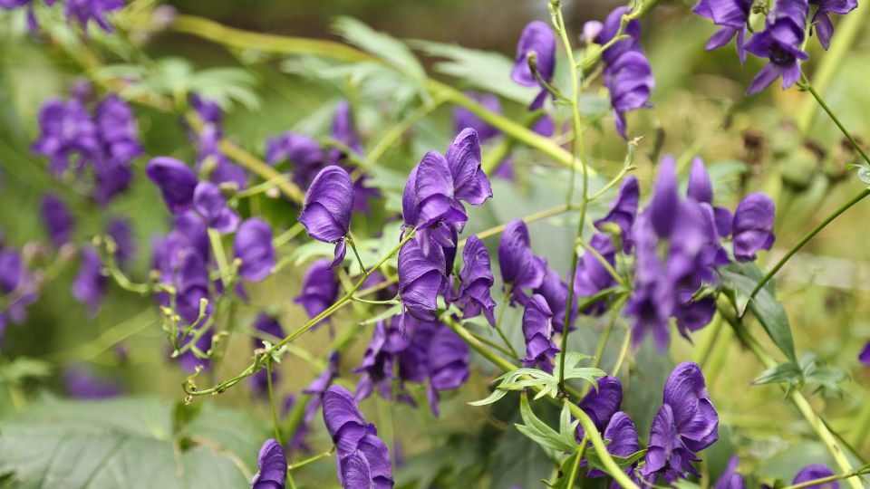 Sisakvirag Aconitum 4