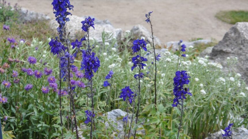 Sisakvirag Aconitum