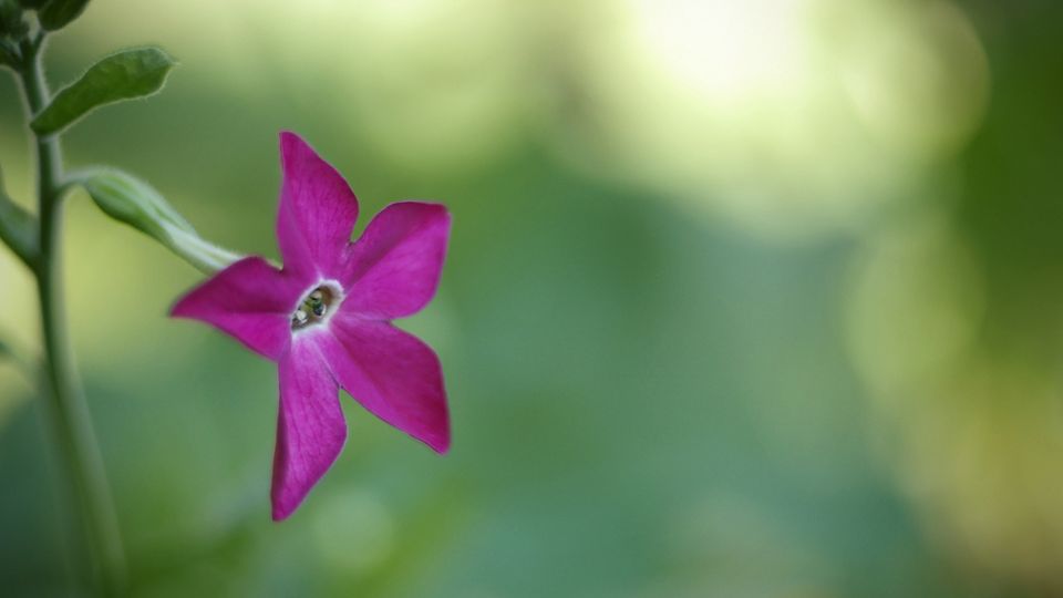 Szarnyalt diszdohany Nicotiana alata 1