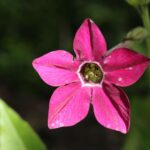 Szarnyalt diszdohany Nicotiana alata