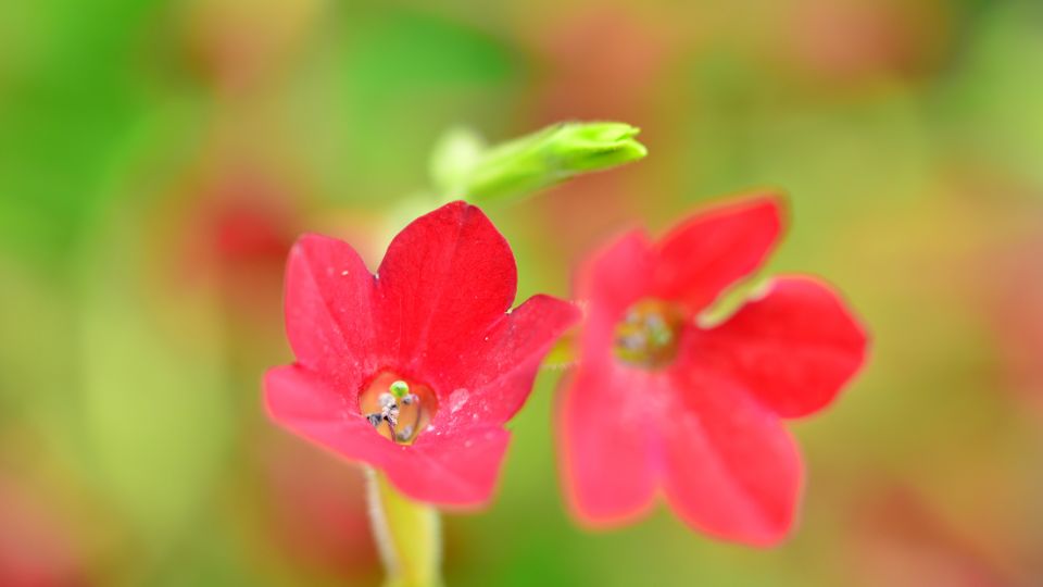 Szarnyalt diszdohany Nicotiana alata 2