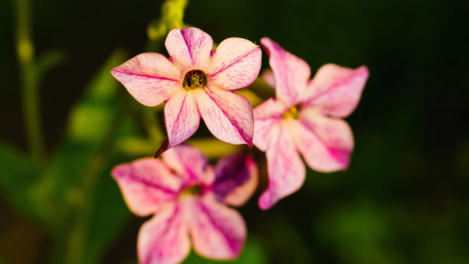 Szarnyalt diszdohany Nicotiana alata 3