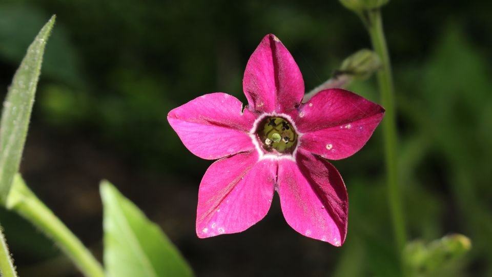 Szárnyalt díszdohány élénk rózsaszín virága, zöld levelek között.