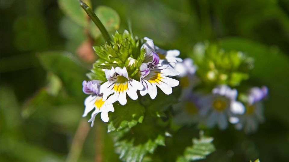 Szemviditofu Euphrasia rostkoviana 1