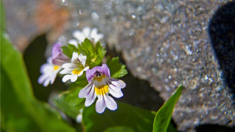 Szemviditofu Euphrasia rostkoviana 3