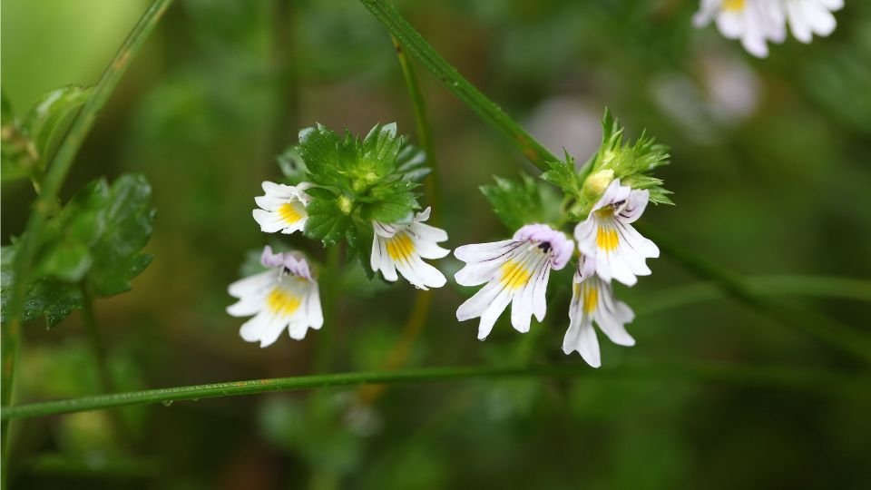 A szemvidítófű virágai fehér és sárga színekben pompáznak, zöld levelek között.
