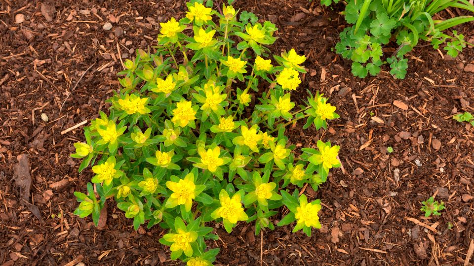 Szinevalto kutyatej Euphorbia epithymoides 3