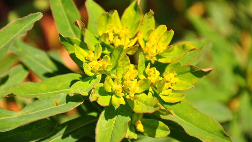 A színeváltó kutyatej élénk zöld levelekkel és sárga virágokkal díszített növény.