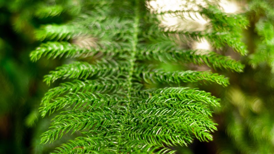 Szobafenyo Araucaria heterophylla 1