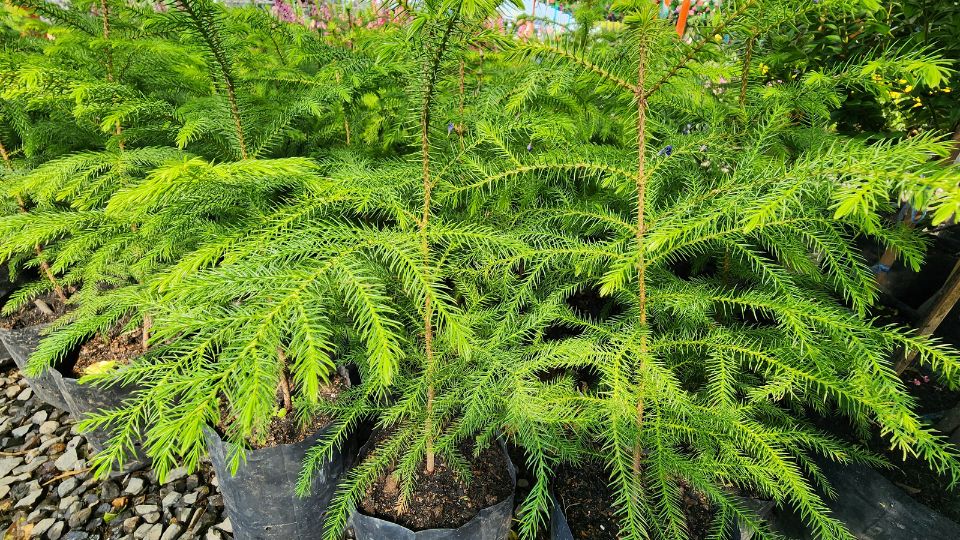 Szobafenyo Araucaria heterophylla 2