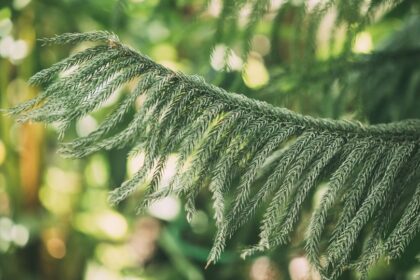 Szobafenyo Araucaria heterophylla