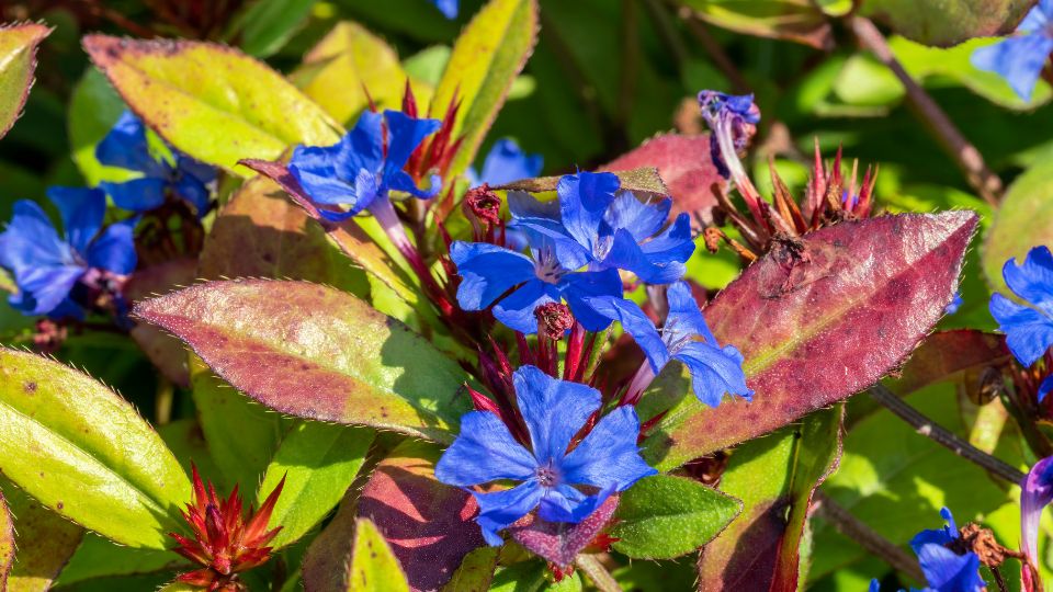 Tarackolo kekgyoker Ceratostigma plumbaginoides 1