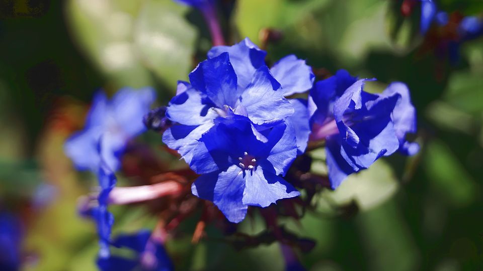 Tarackolo kekgyoker Ceratostigma plumbaginoides 2