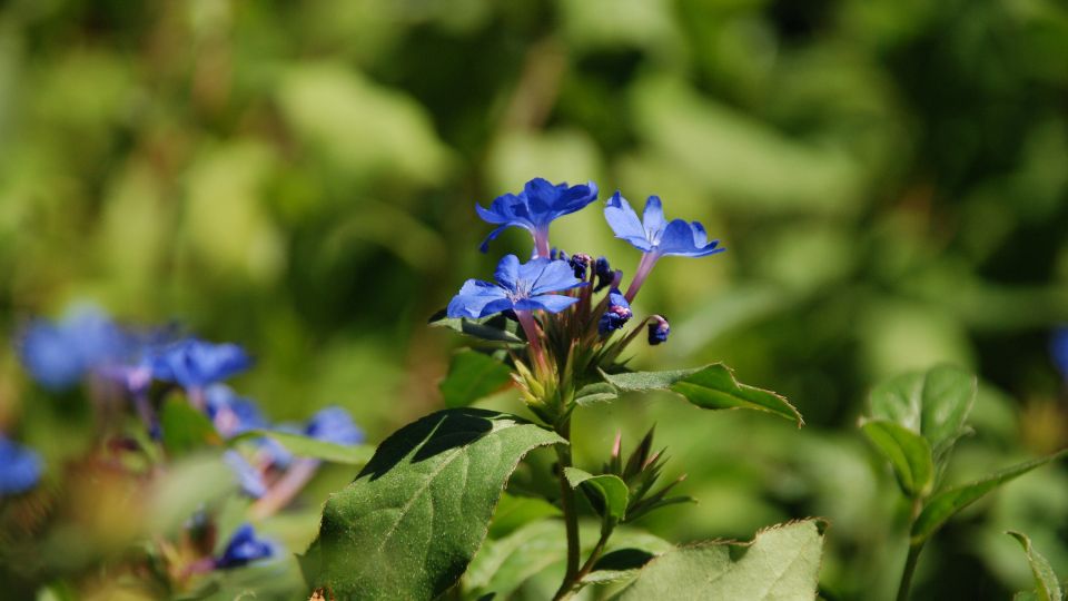 Tarackolo kekgyoker Ceratostigma plumbaginoides 3