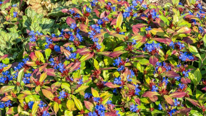 Tarackolo kekgyoker Ceratostigma plumbaginoides