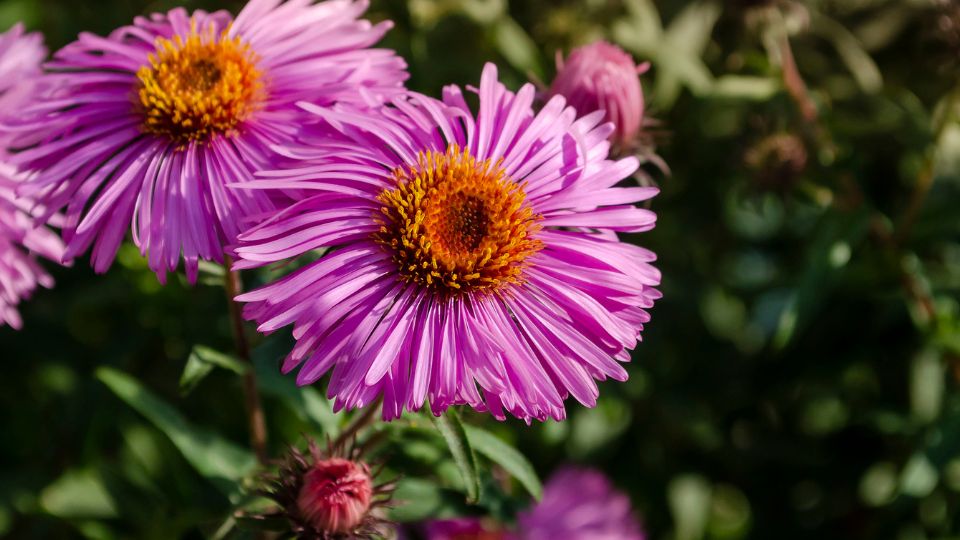 Torpe oszirozsa Aster dumosus 1