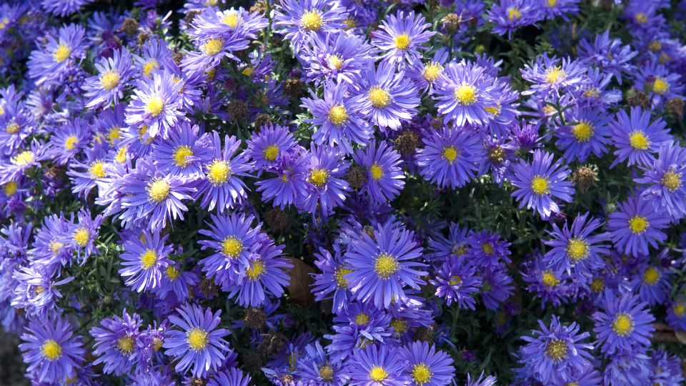 Torpe oszirozsa Aster dumosus 2