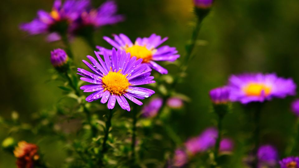 Torpe oszirozsa Aster dumosus 3