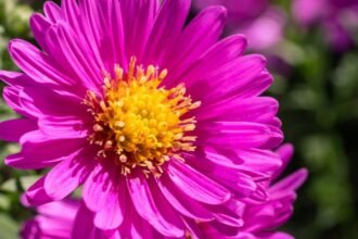 Törpe őszirózsa színes virágai, élénk rózsaszín és sárga középpel.