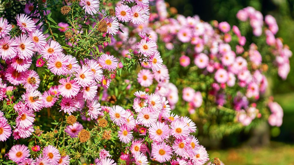 Torpe oszirozsa Aster dumosus 4