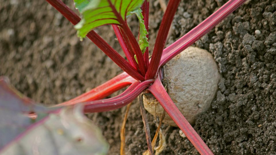 cekla Beta vulgaris 3