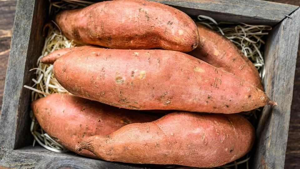 Friss édesburgonyák egy fából készült dobozban, szalmával körítve.