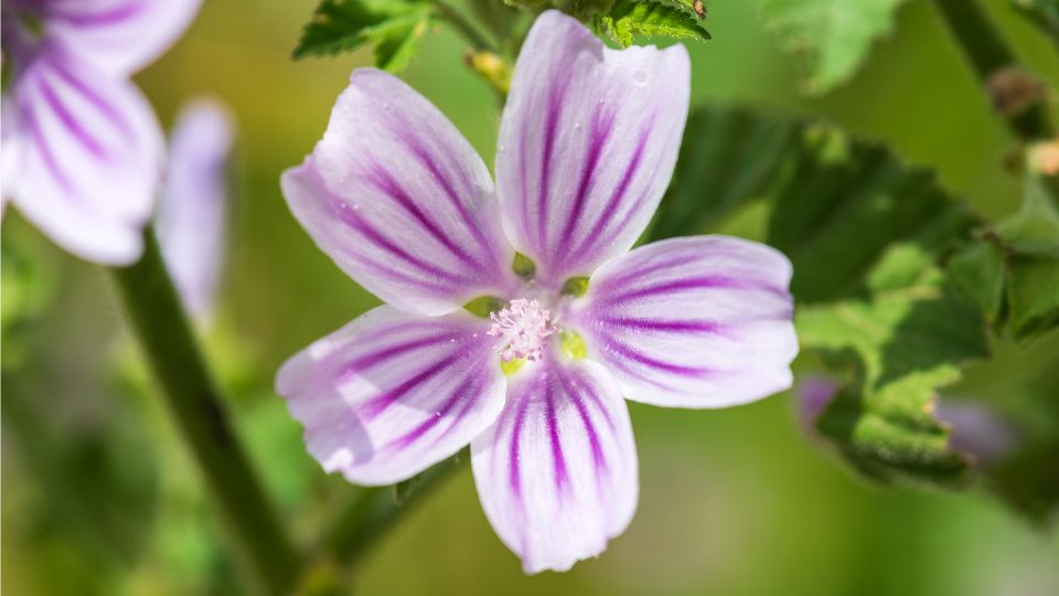 erdei malyva Malva sylvestris 1