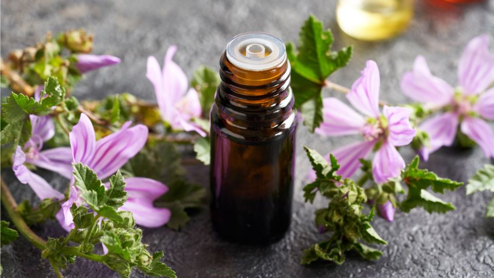 erdei malyva Malva sylvestris 2