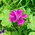 erdei malyva Malva sylvestris 3