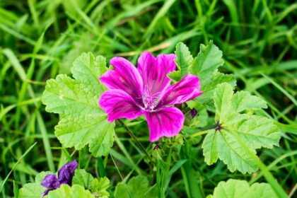 erdei malyva Malva sylvestris 3