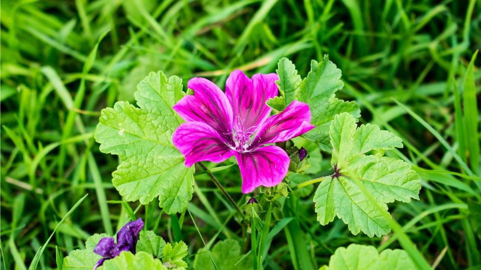 Egy élénk rózsaszín erdei mályva virág zöld levelek között, természetes környezetben.