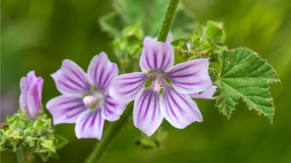 erdei malyva Malva sylvestris