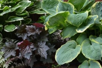 Évelő növények, mint a hósárkány és a páfrány, buja zöld levelekkel díszítik a kertet.