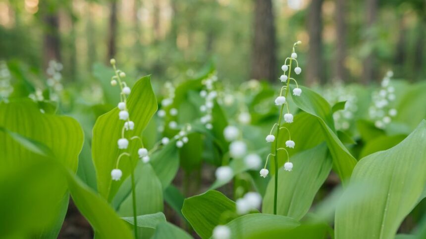 gyongyvirag Convallaria majalis 1