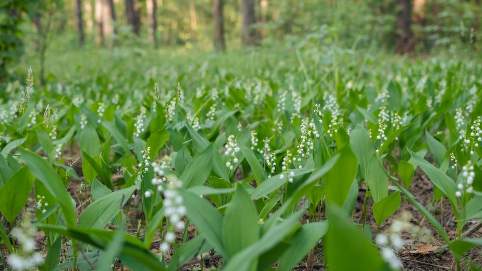 gyongyvirag Convallaria majalis 2