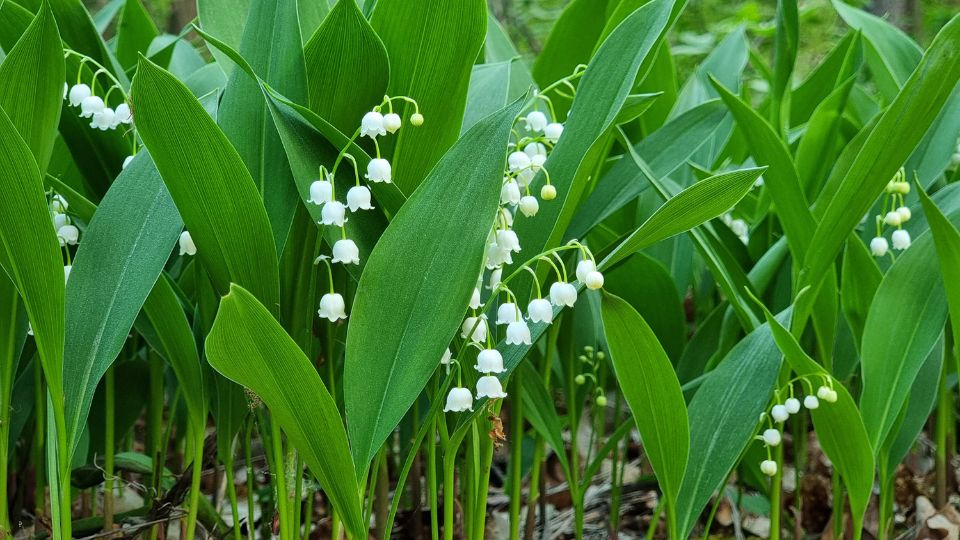 gyongyvirag Convallaria majalis 3