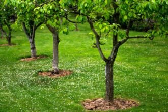Gyümölcsfák zöldellő levelekkel, fűvel borított kertben.