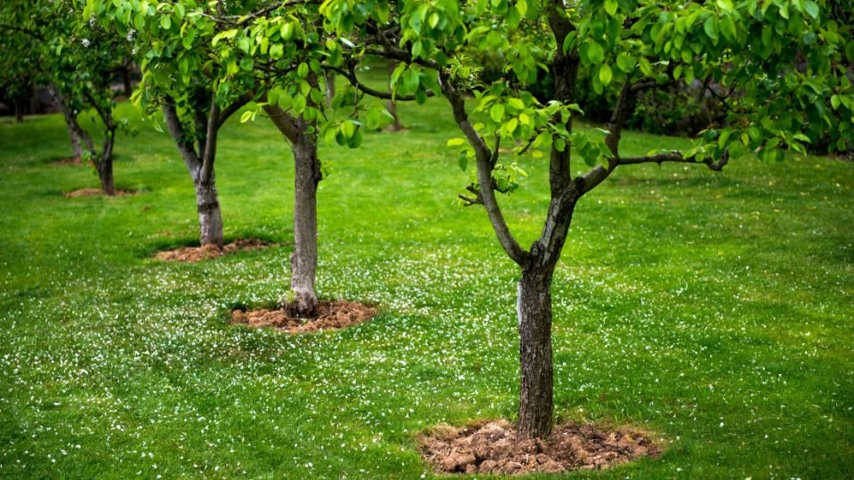 Gyümölcsfák zöldellő levelekkel, fűvel borított kertben.