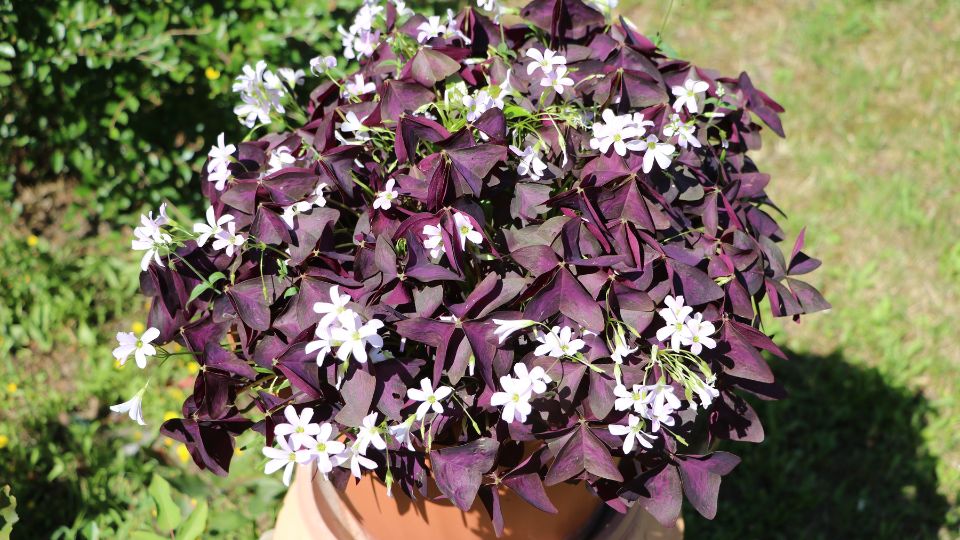 haromszogletu madarsoska Oxalis triangularis 1