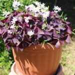 haromszogletu madarsoska Oxalis triangularis